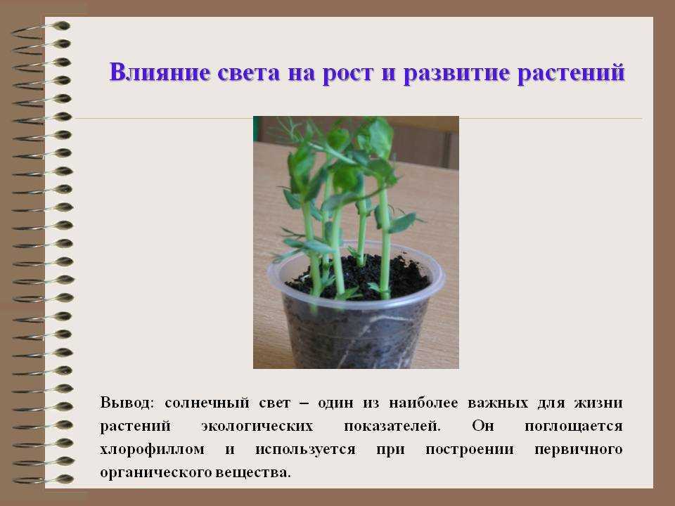 Выращивание растений при искусственном освещении