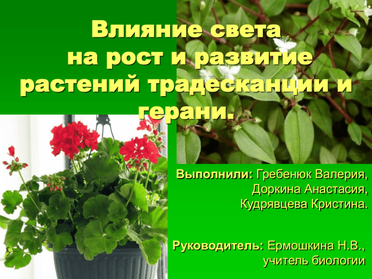 Освещение для растений: по каким параметрам выбрать лампу