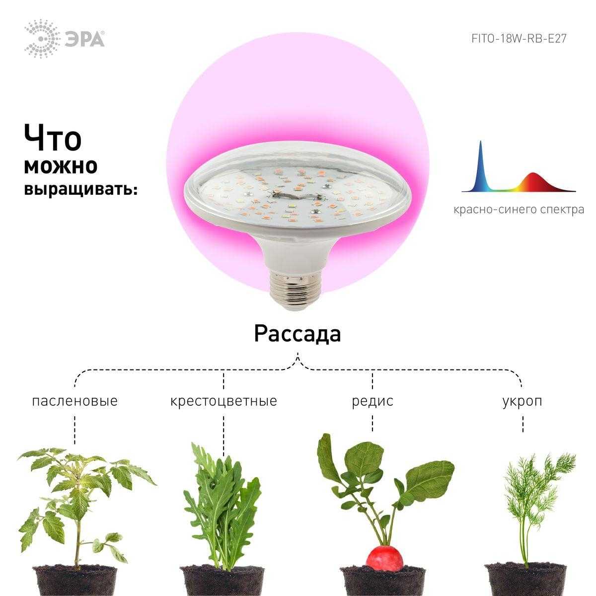 Фитолампы для растений  — что такое и как правильно использовать