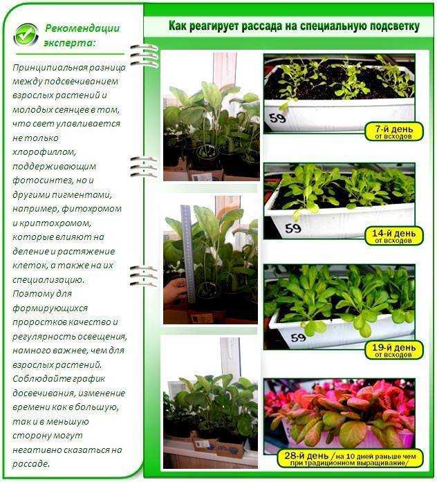 Подходящая подсветка для рассады на подоконнике: чем досветить