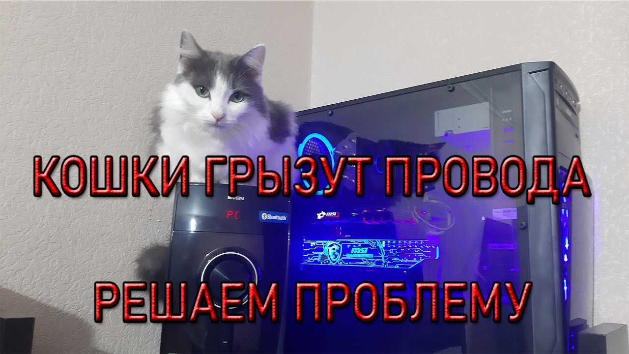 Как отучить кота грызть провода раз и навсегда: 5 способов