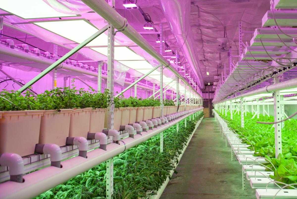 Led освещение теплиц. расчет светодиодных ламп для теплиц. освещение теплицы светодиодными лампами