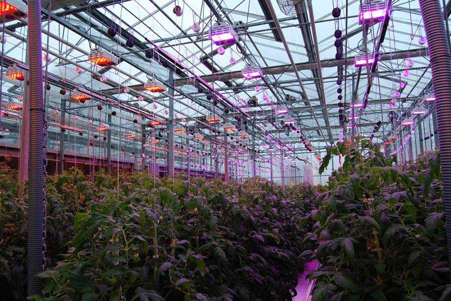 Технология выращивания клубники круглый год под натриевой лампой дома