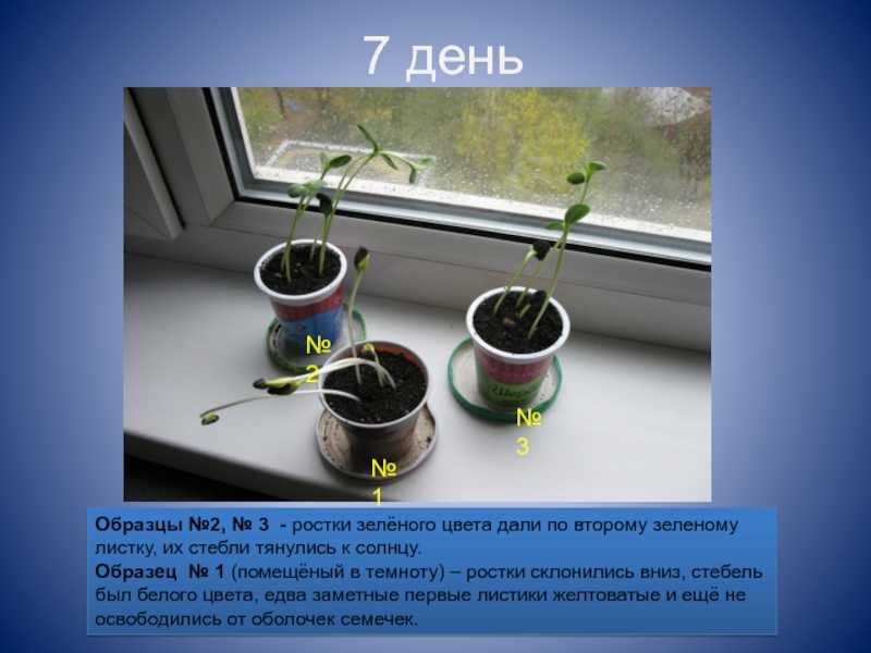 *§ 5—1. экологические группы растений по отношению к световому режиму среды обитания